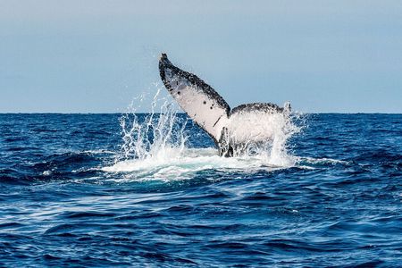 Whale Watching Snorkel Combo