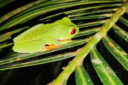 Manzanillo Rainforest night walk 