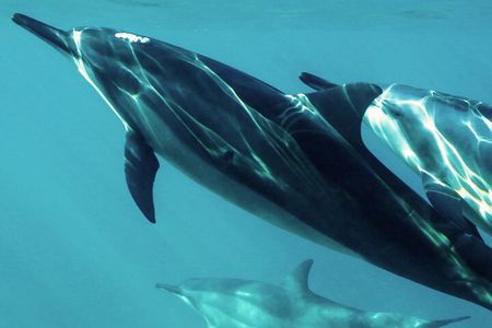 Oman Dolphin Watching Tours 