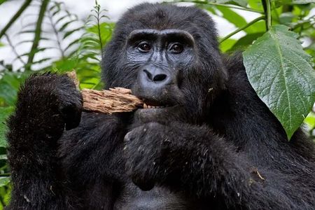 4 Days Uganda Gorilla and Wildlife Tour