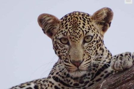 4 Days Best of Kenya Safaris from Watamu 