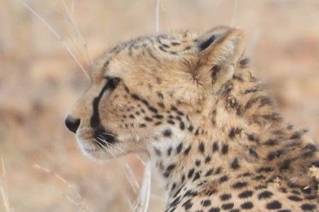 3-Day Tsavo East Safari Private Tour from Malindi