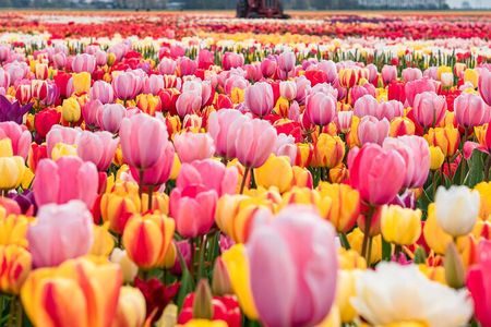 Private Tulip Fields, Windmills and Cheese Tour from Amsterdam