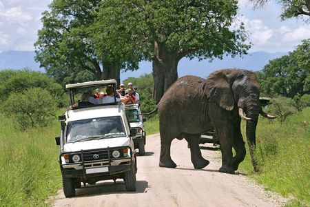 2 Days Amboseli National Park Safari Experience