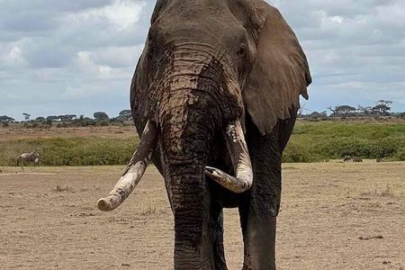 3 Days Safari Amboseli National Park from Nairobi