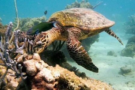 Guided tour of the Nosy Komba and Nosy Tanikely Islands