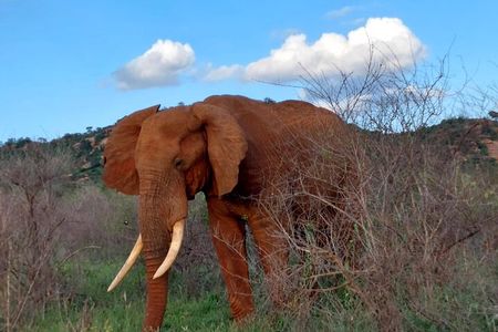 3 Days Private Safari Tsavo East and West Tour