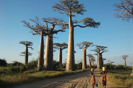 Adventure Tour West Madagascar | Nature and Discovery 