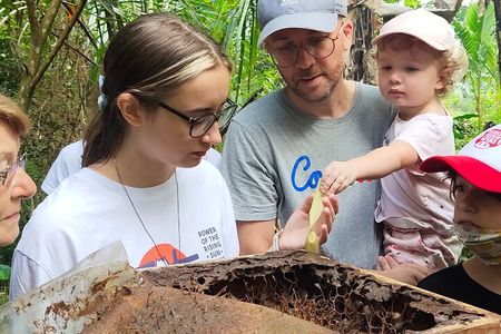 Stingless Bee Honey Farm and Beekeeping Tour
