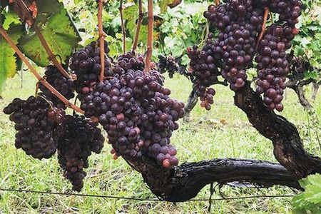 Wine and Lunch Tour 