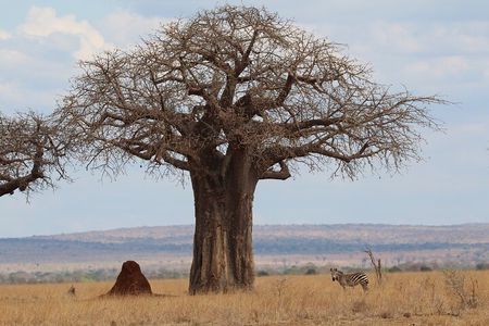 Private Day Trip to Tarangire National Park
