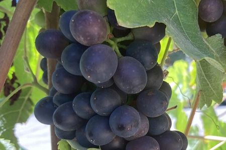  Wine Tours One