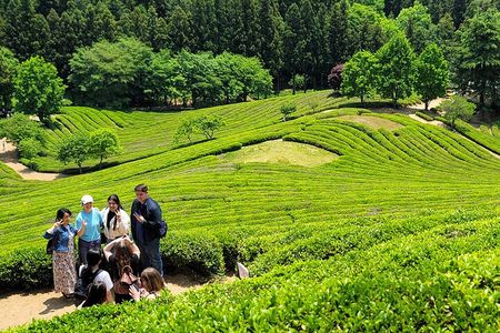 Boseong Tea Plantation & Suncheon National Garden[Train+Bus]