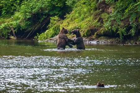Chichagof Island Tour: Brown Bear Search