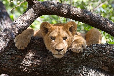 7 Day Tanzania Camping Safari Private Tour