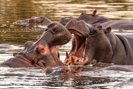 5 Day Tanzania Safari Camping Adventure Private Tour