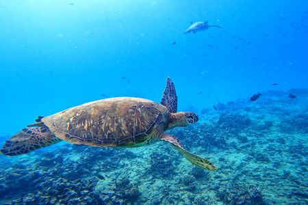 Deluxe Turtle Snorkeling Escapade at Waikiki