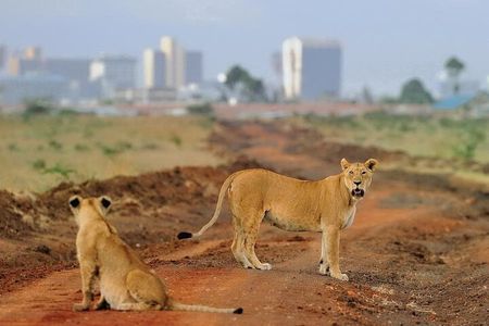 Day Tour to Nairobi National Park and Giraffe Center