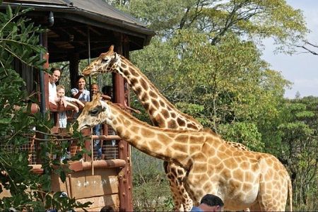 Nairobi Airport Layover Tour Giraffe Center