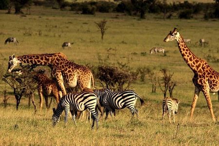 Serengeti National Park Camping Safari in Tanzania Multi Day Tour