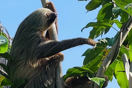 Half day Tortuguero Canal, Cahuita National Park & Puerto Limon