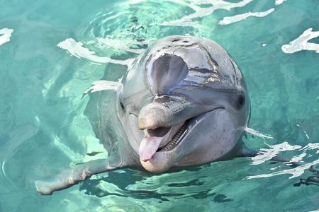 Nassau Harbor Boat Tour: Blue Lagoon, Pig Island, and More