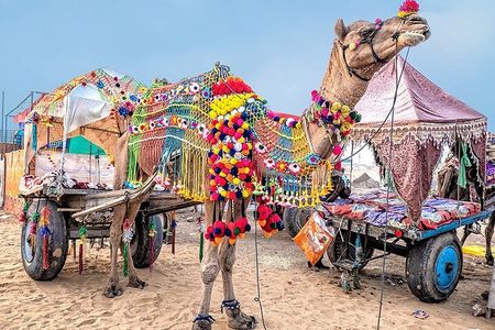 Private Same Day Trip to Pushkar from Jaipur