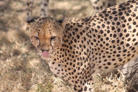 2 Days 1 Night Northern Joining Safari Private Tour