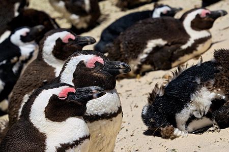 Full Day Private Tour to Boulders Beach from Cape Town