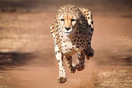 4 Day Group Tour to Maasai Mara and Lake Nakuru by a 4WD Cruiser