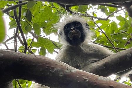 Zanzibar : Half-Day Prison Island and Jozani Forest Tour