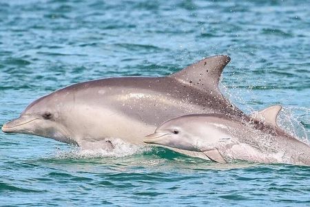 2 Hour Private Dolphin Cruise & Bay Tour 