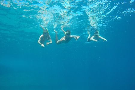 Boat Tour - Snorkeling with Turtles or Whale Watching Experience