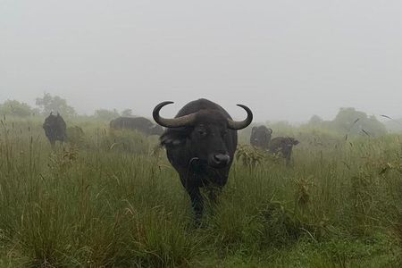 03 days Serengeti and Ngorongoro Crater group (camping)