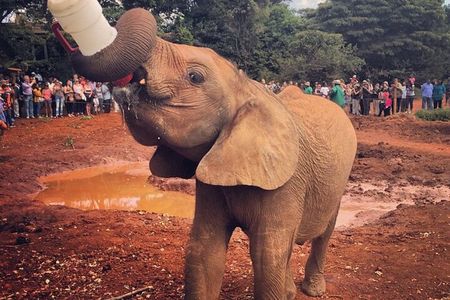 Tour Elephant Orphanage & Nairobi National park