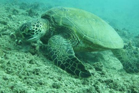 3-Hour Small-Group Maalaea Luxury Snorkel Cruise Tour