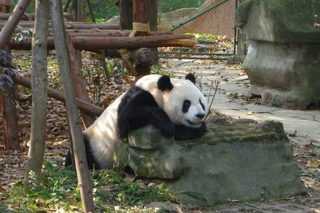 Private Day Tour to Dujiangyan Panda Base & Dam from Chengdu