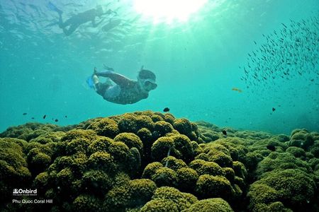 PRO-SNORKELING to Explore Hidden Coral Reefs (MAX 12 PAX)