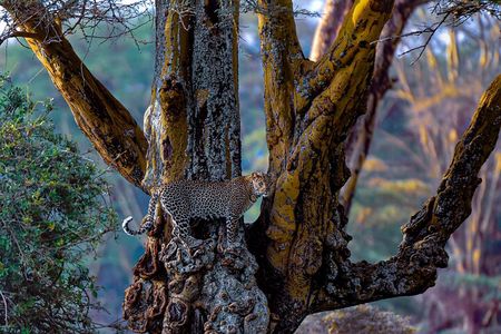Private Luxury 4 Days Nakuru Park & Maasai Mara National Reserve