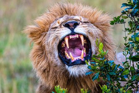 Private Luxury 3 Day Maasai Mara National Reserve Experience