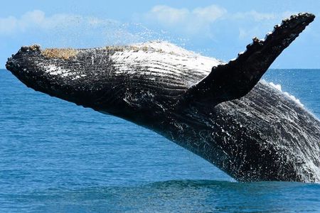 Private Whale Watching Tour in Sal Rei
