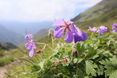 1 day Ala-Archa gorge tour