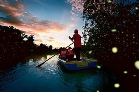 Evening Firefly Boat Tour –Discover Malaysia’s Natural Light Show