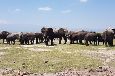 2 Days Amboseli Park Overnight Private Safari