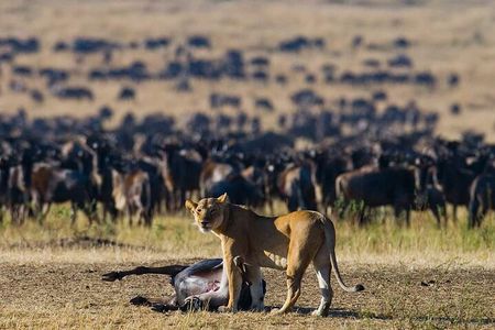 11 Days Guided Group Safari in Kenya And Tanzania