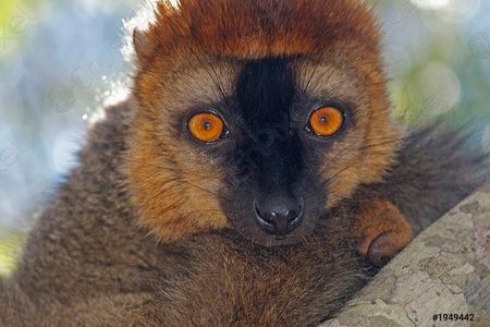 Guided tour to Lokobe Natural Park