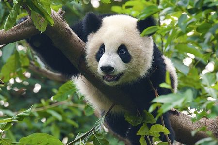 China Trip to Beijing, Xi'an, Chengdu, Shanghai & Yangtze Cruise