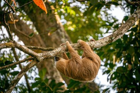 Sloth and Kayak Tour in Punta Uva Beach and Jungle 