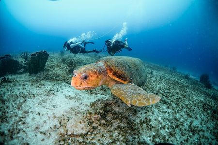 Discover Scuba Diving & Beach Club with Transportation In Riviera Maya 