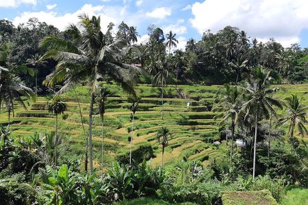 Best Bali Ubud Full Day All-Inclusive Private Tour